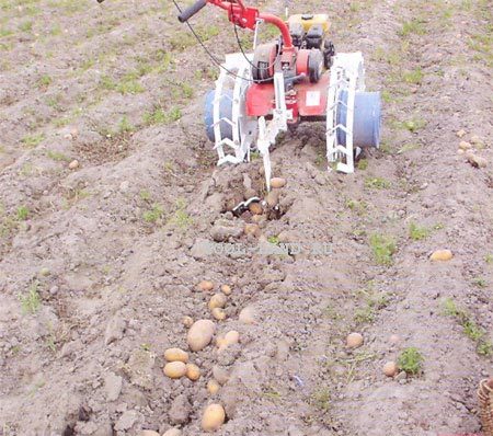 hoe aardappels op een perceel te planten