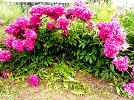 божури в страната