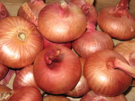 הכנת הבצל לשתילה