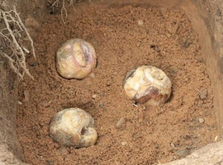 лешниковият глухар е избледнял, че е време да копаем крушката