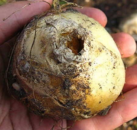 условия за изкопаване на глухарчета