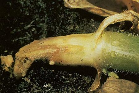 корен гниене