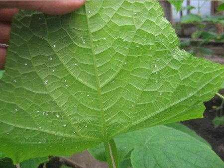 белокрилка