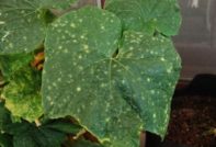 болести от краставици в оранжерията