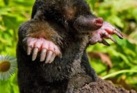 как да се отървете от бенките в лятна вила