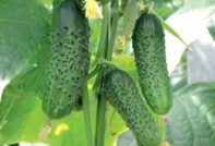 how to feed cucumbers