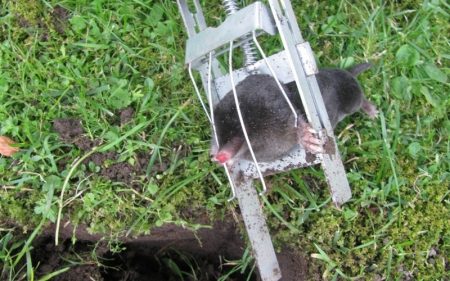 mole trap