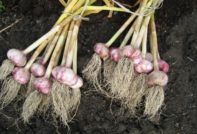 кога да копаем чесън