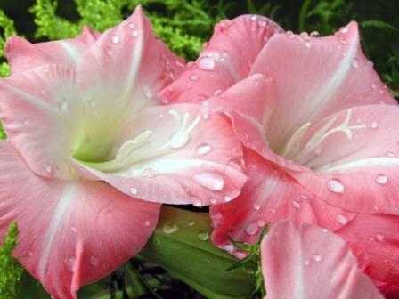 лилиите разцъфтяха какво да правя след това