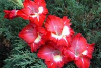 луковици от гладиолус изсъхнаха какво да правят