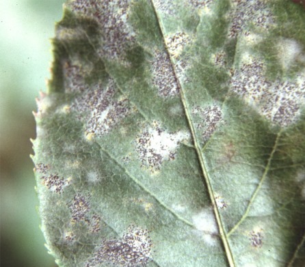 powdery mildew