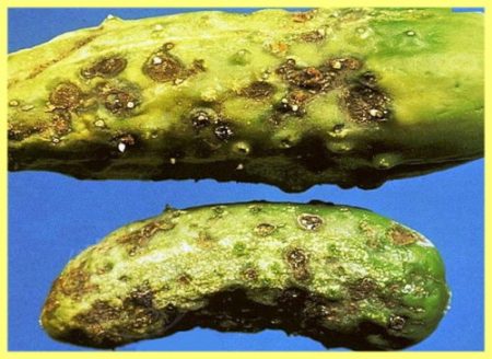 петна от маслини