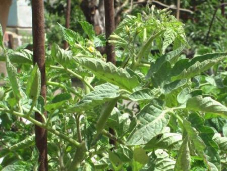 עגבניות שמנות