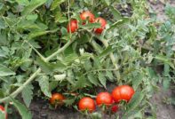 маломерни домати без щипка