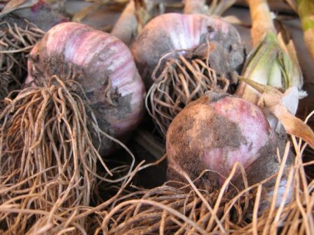 реколта чесън