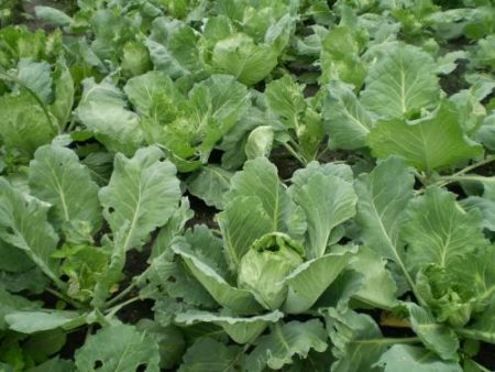 sâu bệnh và cách đối phó với chúng