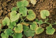 вредители по краставици