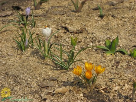 krokussen graven na de bloei