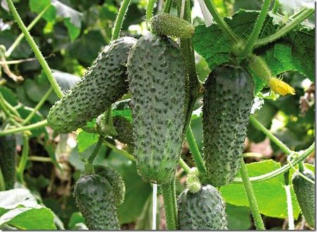 начини да накарате краставиците да растат