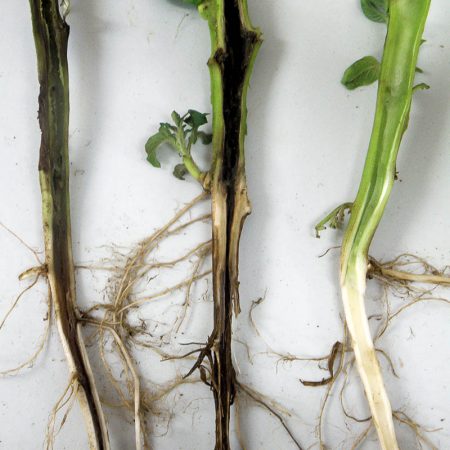 патладжан черен крак