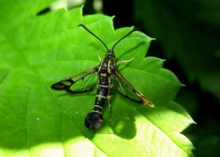 листов жлъчен мост