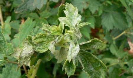 Венчелистчетата