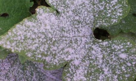 брашнеста мана