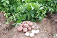 картофена болест