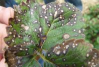 malaltia de grosella