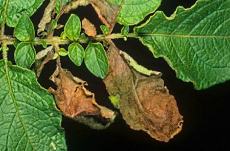 fusarium wilting potato