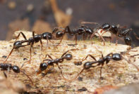 как да се отървете от мравки