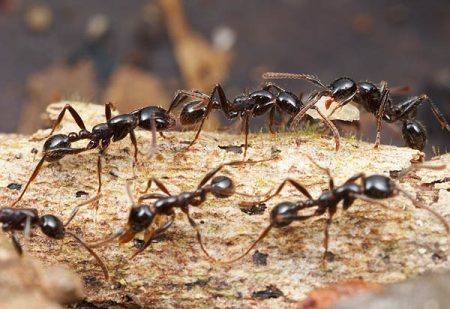 how to get rid of ants