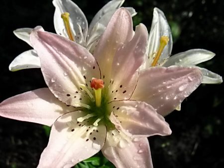 как да поливаме лилии