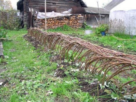 малинова жартиера