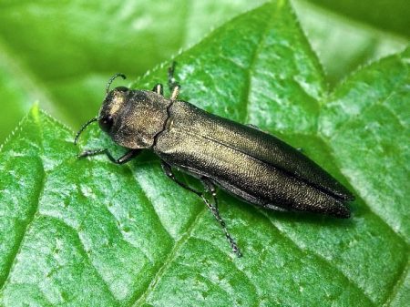 френско злато