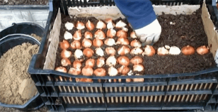 זמן נטיעת נורה צבעונית