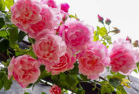 грижа за розите през есента