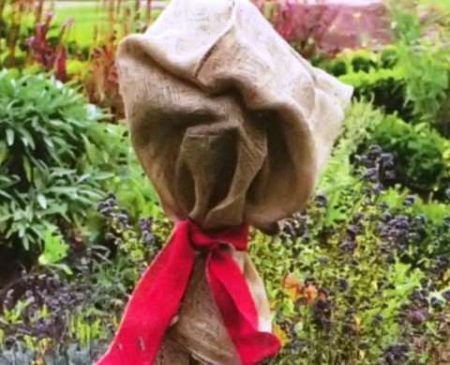 nơi trú ẩn của hoa hồng tiêu chuẩn