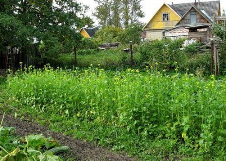 горчица като органичен тор