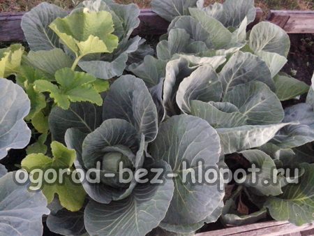 do-it-yourself warm beds in the area