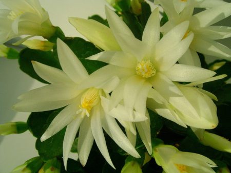 Decembrist blomst hvordan man plejer derhjemme