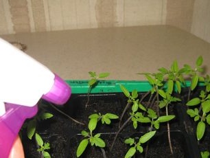 cây giống cà chua non