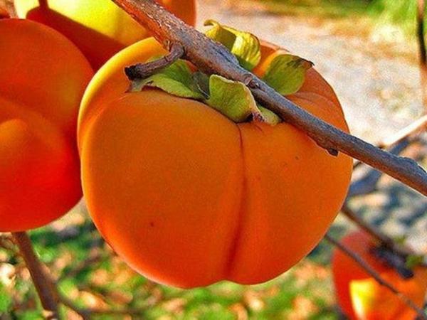 Hoe kaki thuis uit een steen te kweken