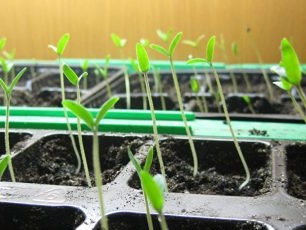 cây giống cà chua