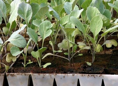 Кога да засаждате разсад през 2016 г.