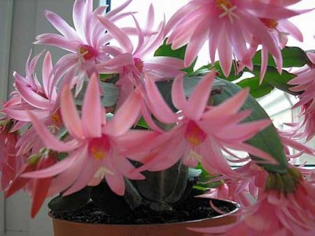 Decembrist blomst hvordan man plejer derhjemme