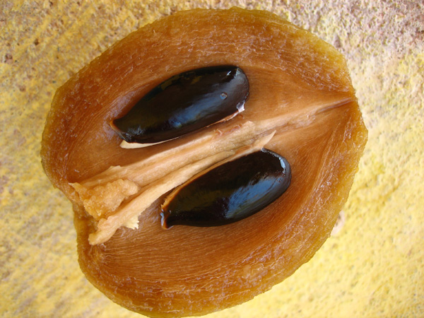 Hoe kaki thuis uit een steen te kweken