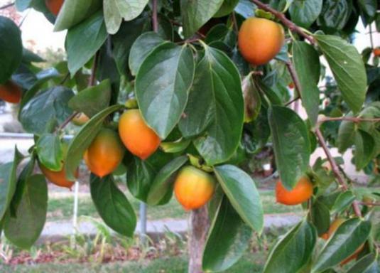 Hoe kaki uit een steen te groeien