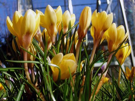 crocuses