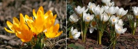 Crocuses